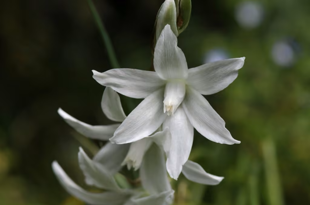 Ornithogale à fleurs penchées, photo 1 sur 5
