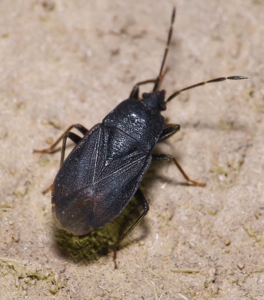 Drymus crassus, photo 2 sur 5