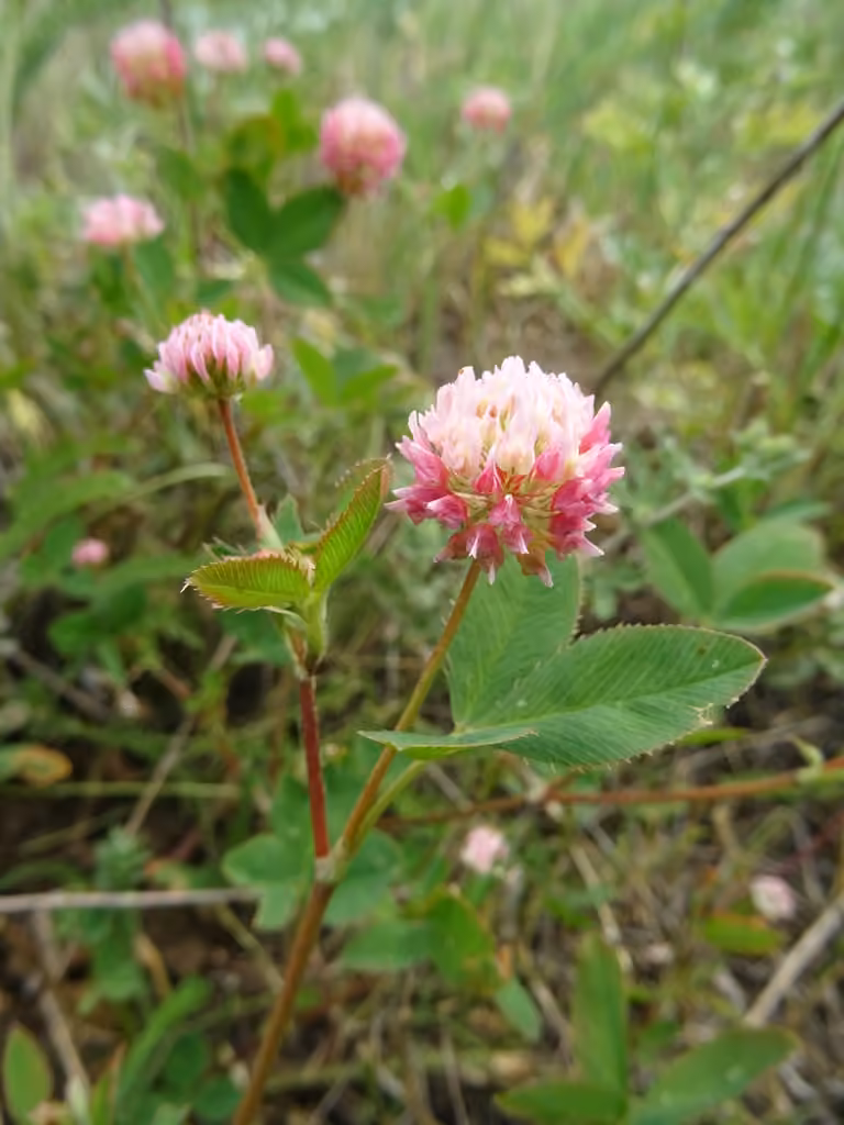 Alsike clover, In flower