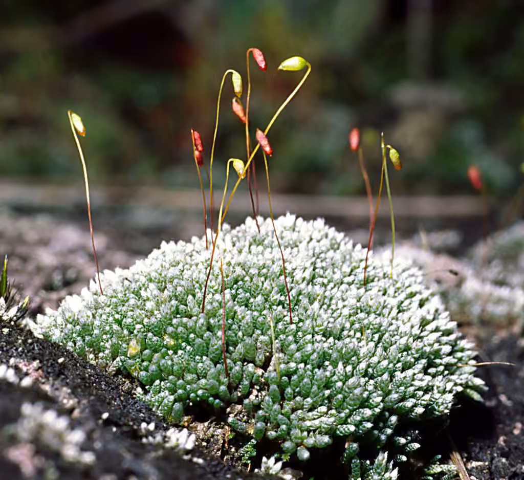 Silvergreen bryum moss, photo 3 of 5