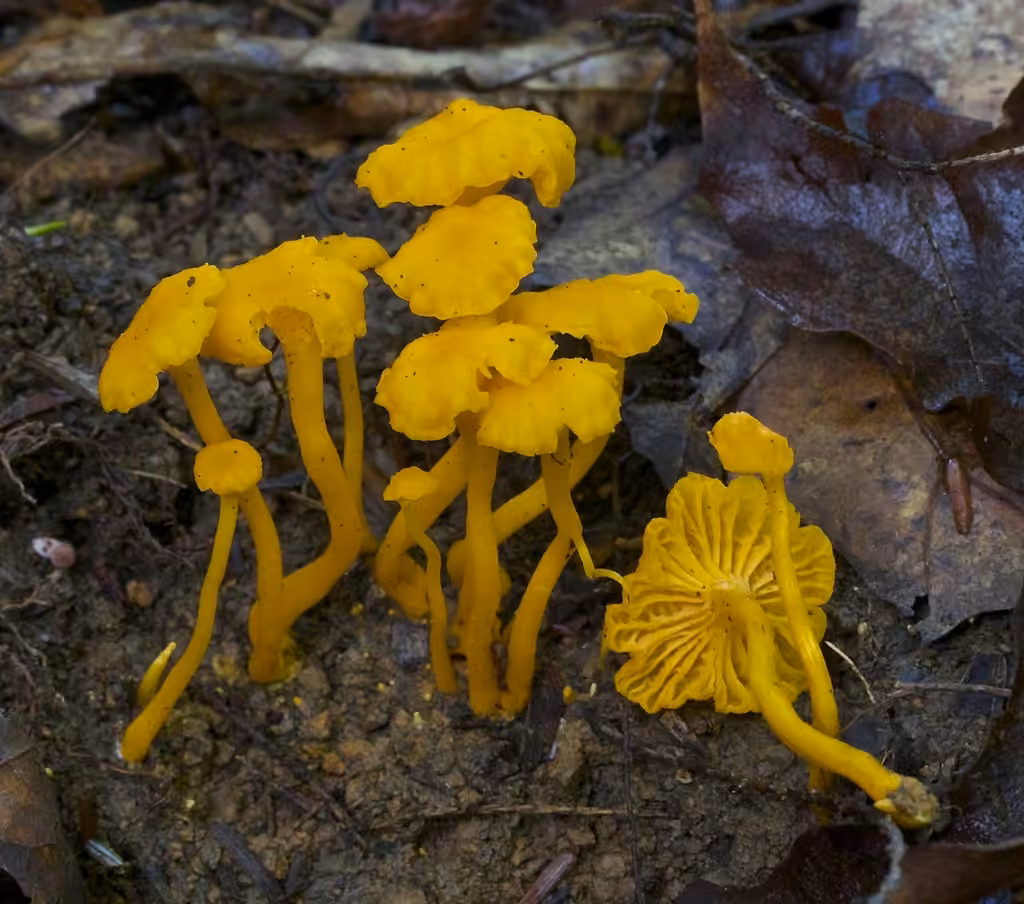 Chanterelle mineure, photo 3 sur 5