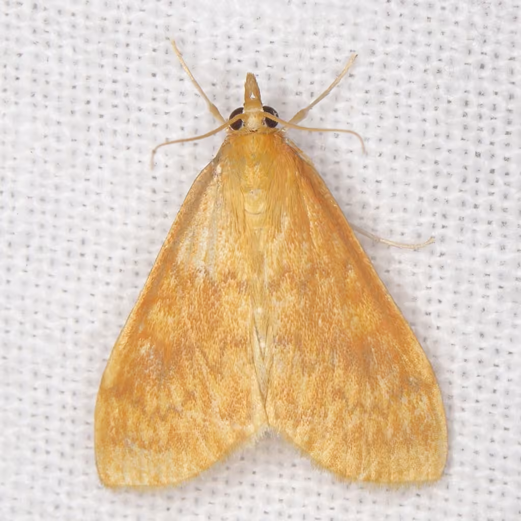 American Lotus Borer Moth, Adulte