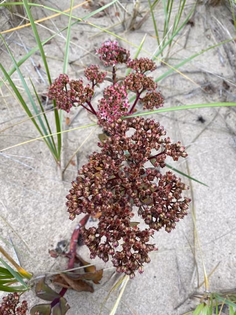 Great Stonecrop, In flower