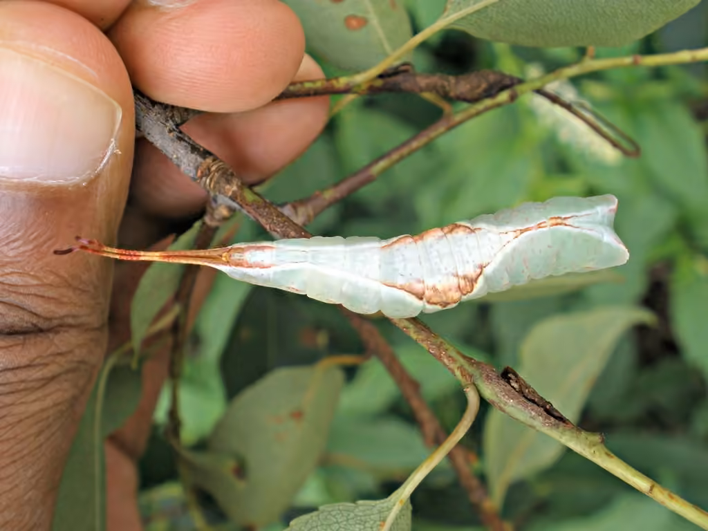 White Furcula Moth, Caterpillar