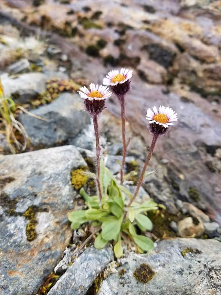 Petite vergerette, photo 1 sur 5