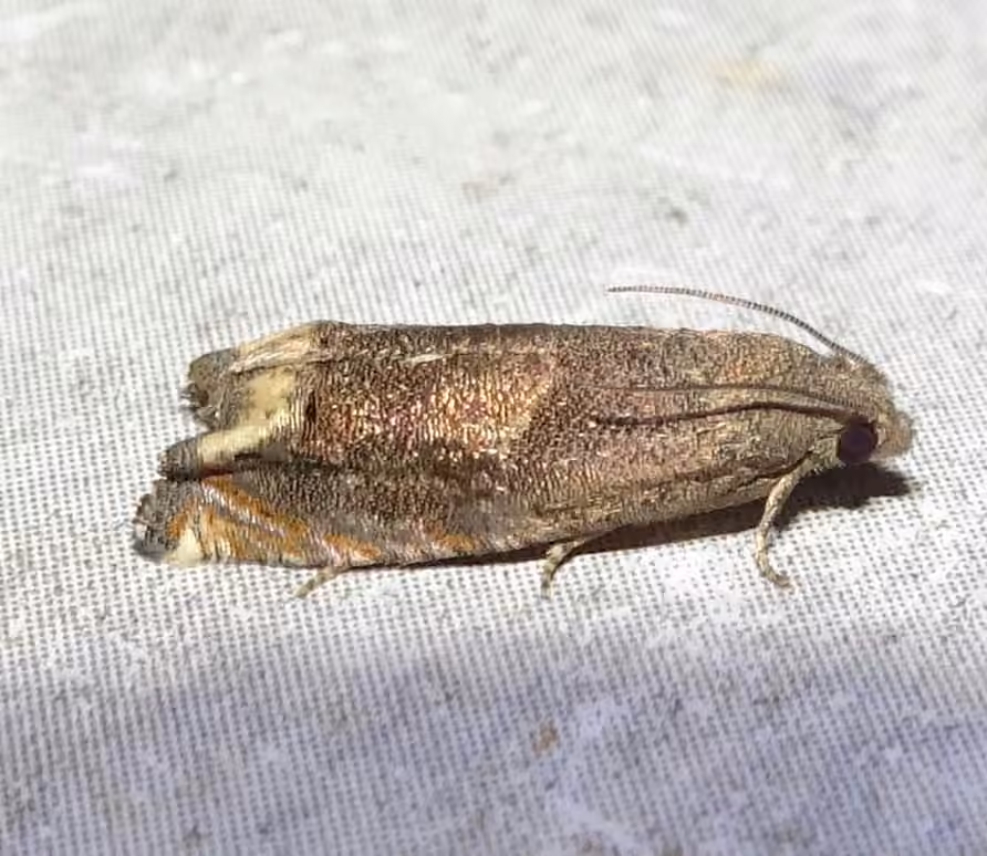 Ragweed Borer Moth, photo 1 sur 5