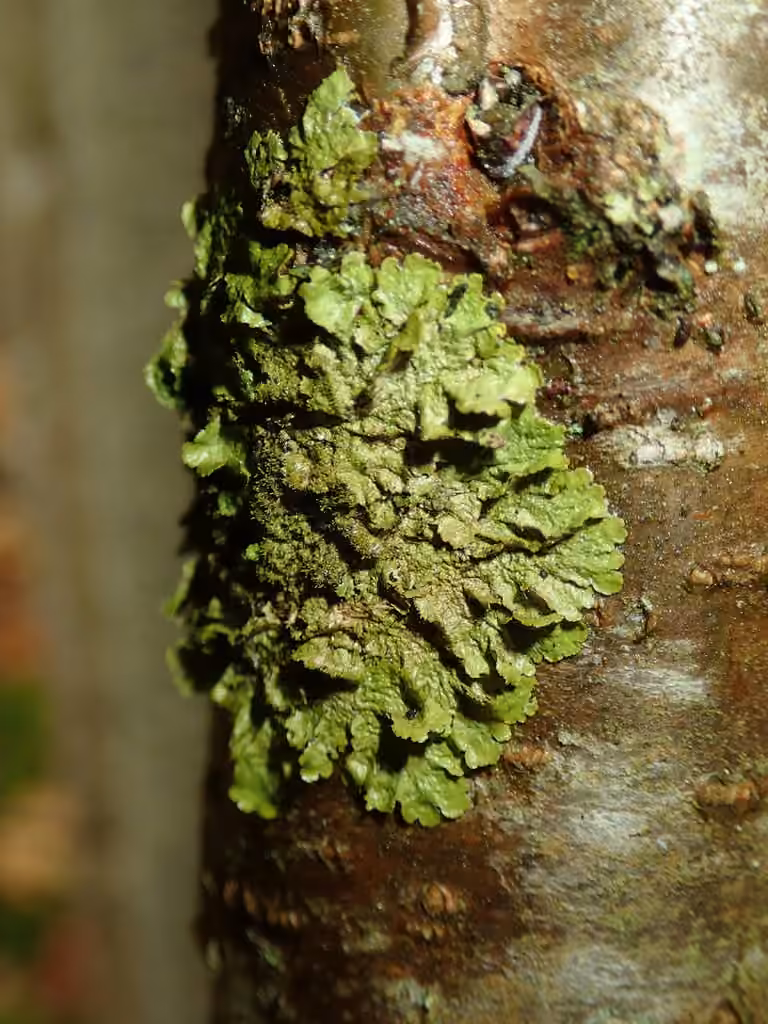 Polished Camouflage Lichen