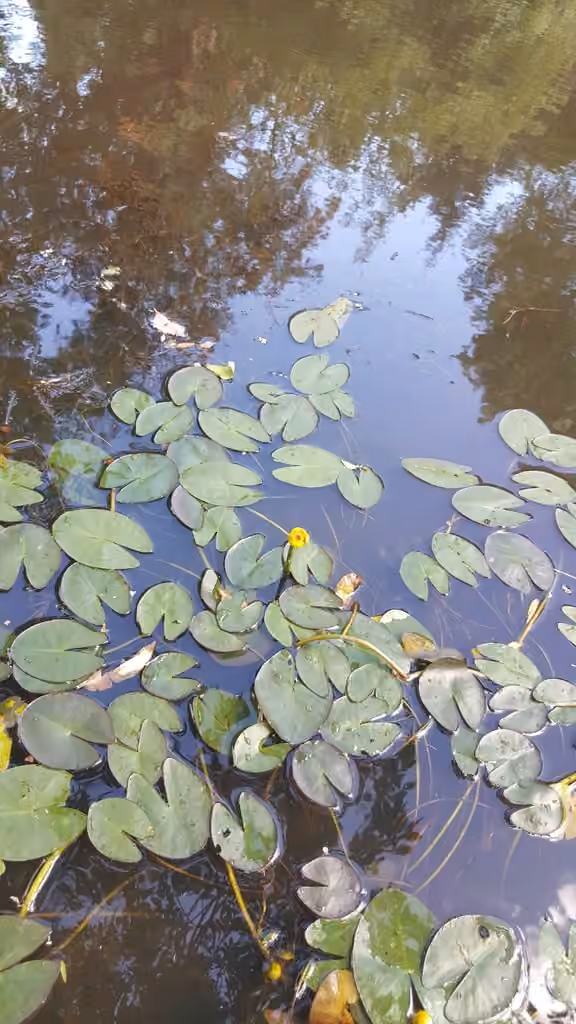 Petit nénuphar jaune, En fleurs