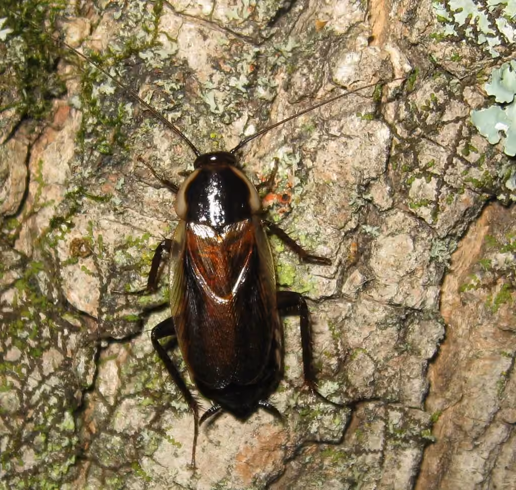 Blatte de Pennsylvanie