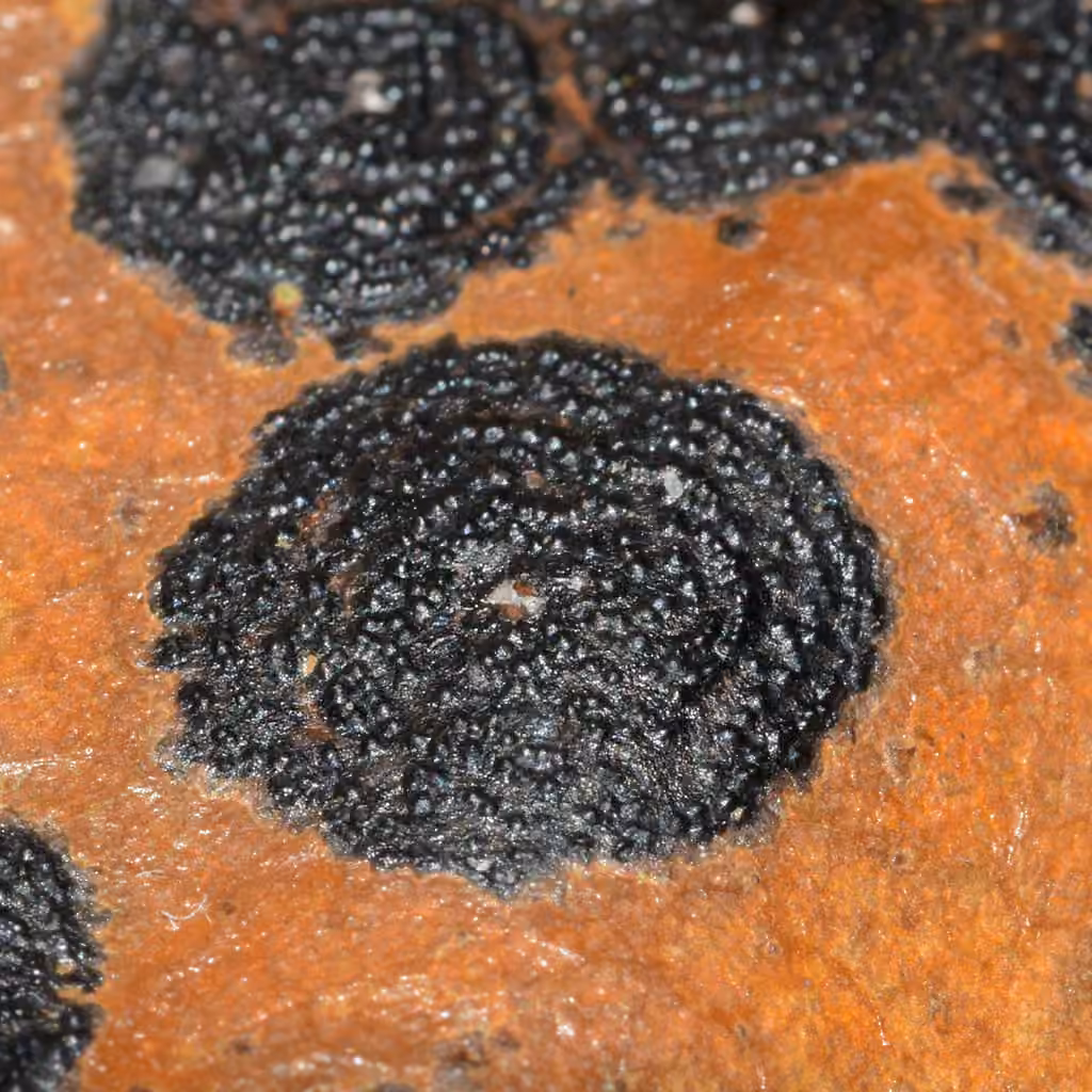Trabutia quercina