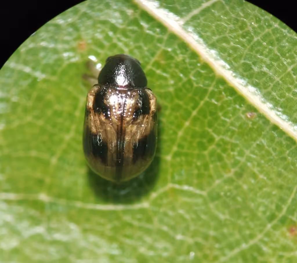 Four-marked Oval Leaf Beetle, photo 3 of 5