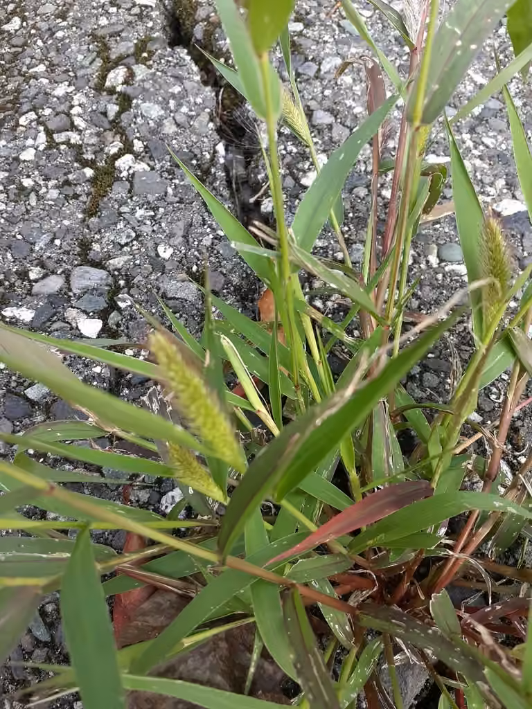Green bristlegrass, In fruit