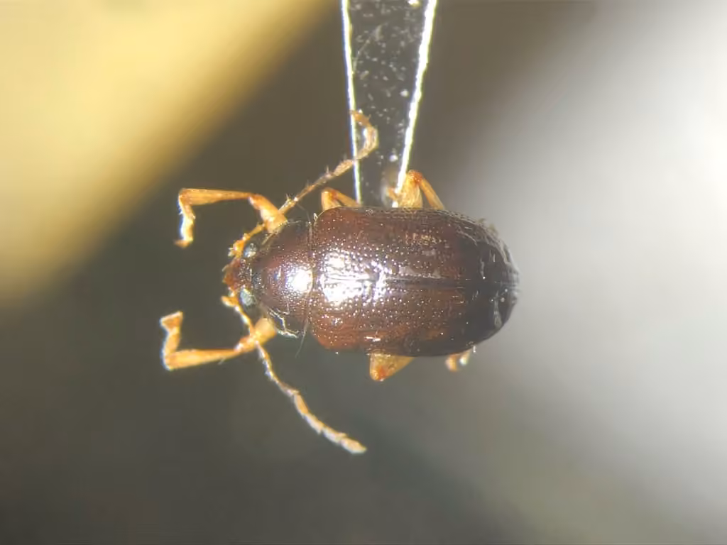 Fringed oval leaf beetle, photo 3 of 5