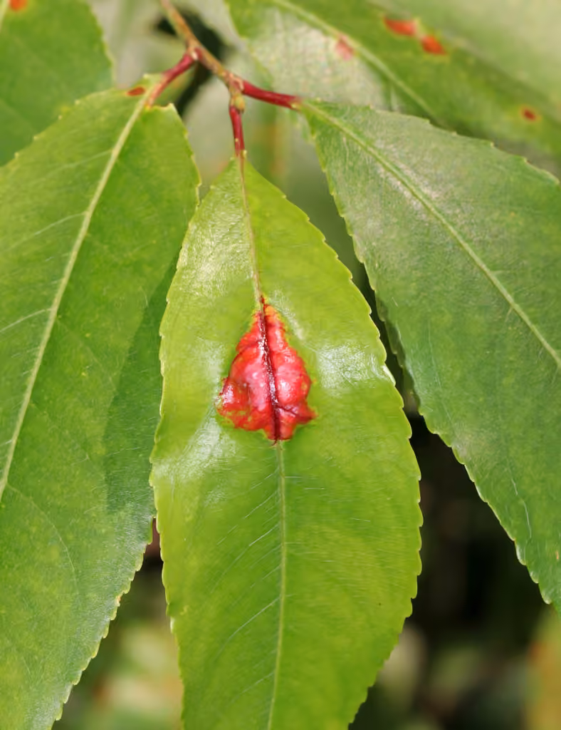 Cloque du merisier tardif, photo 2 sur 5