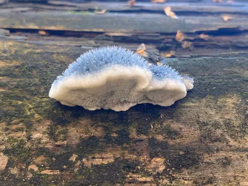 Polypore bleuté, photo 2 sur 5