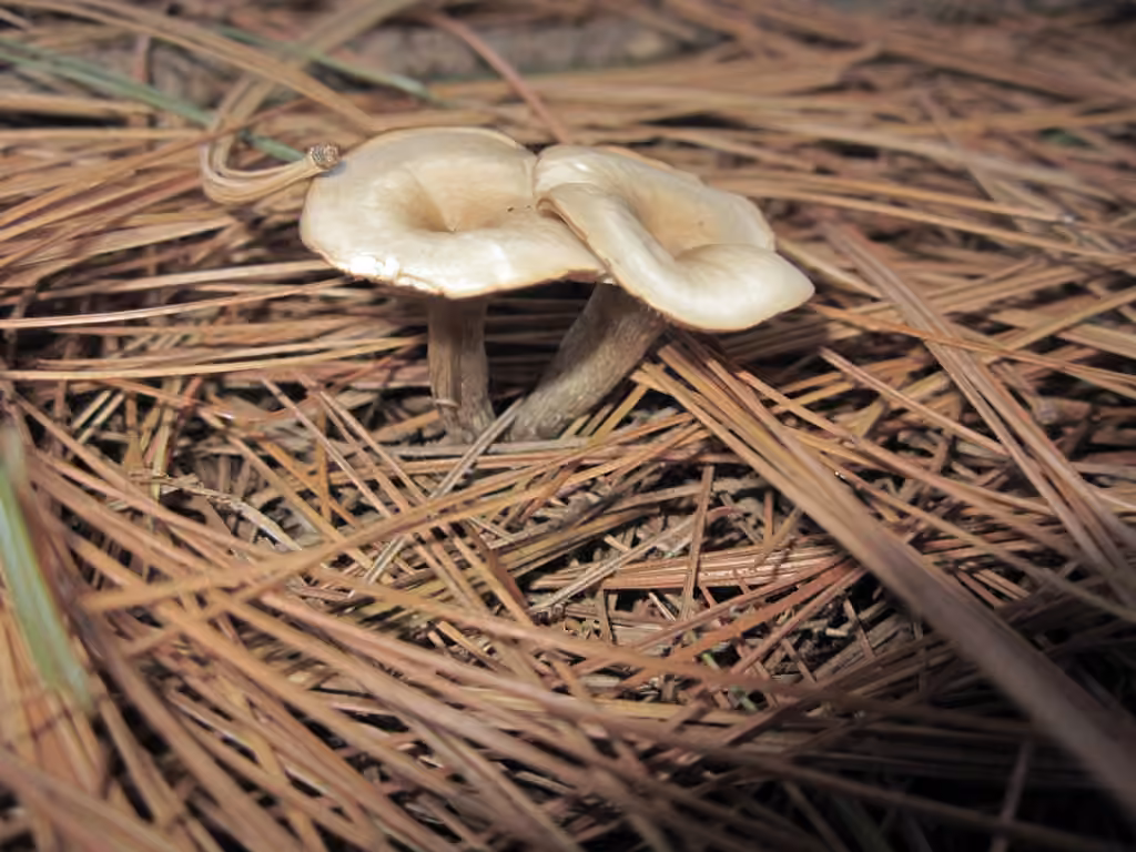 Fragrant Funnel, photo 3 of 5