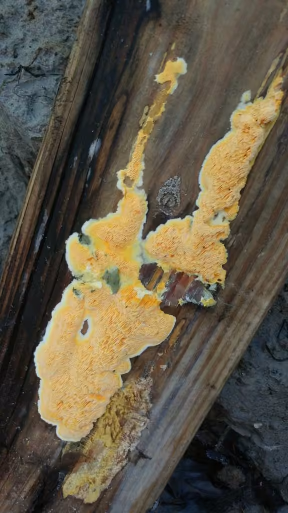 Fibroporia radiculosa, photo 2 of 5