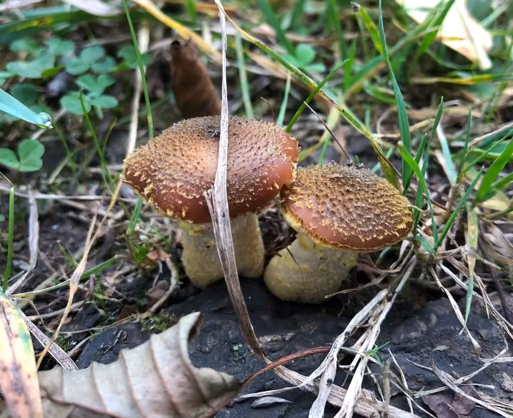 Bulbous Honey Fungus, photo 2 of 5