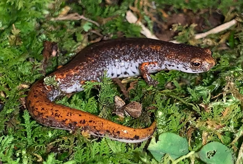 Salamandre à quatre orteils, Femelle