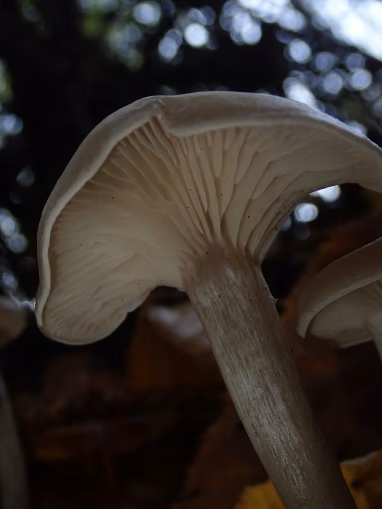 Clitocybe à centre brun, photo 2 sur 5