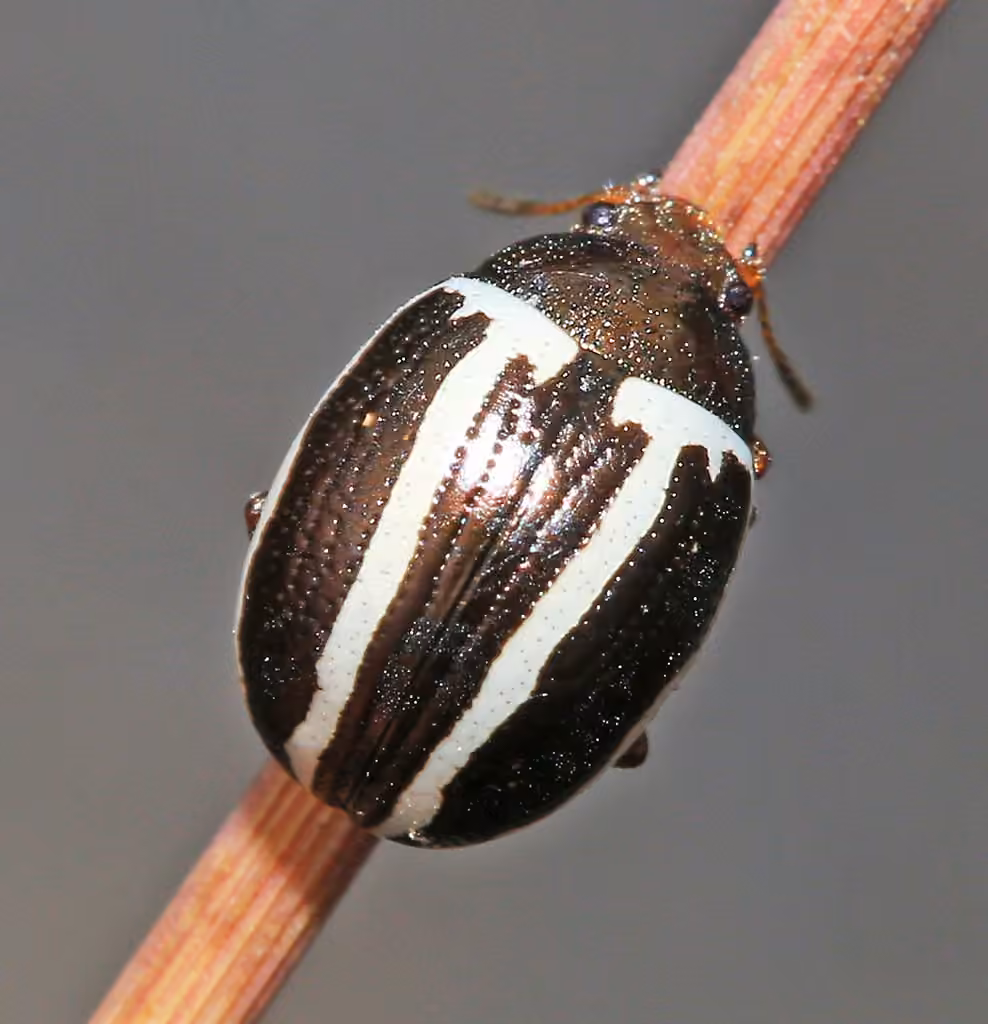 Ragweed Leaf Beetle, photo 2 of 5