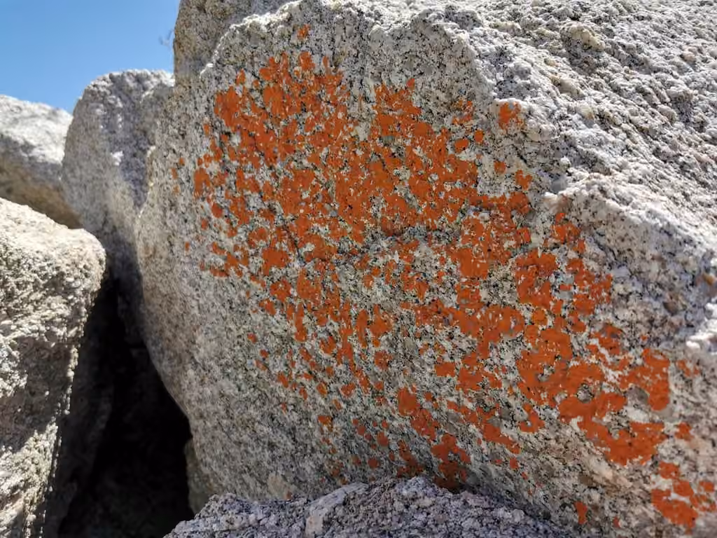 Caloplaque des murs, photo 3 sur 5