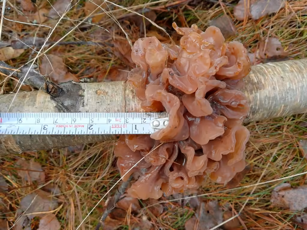 Phaeotremella frondosa, photo 2 of 5