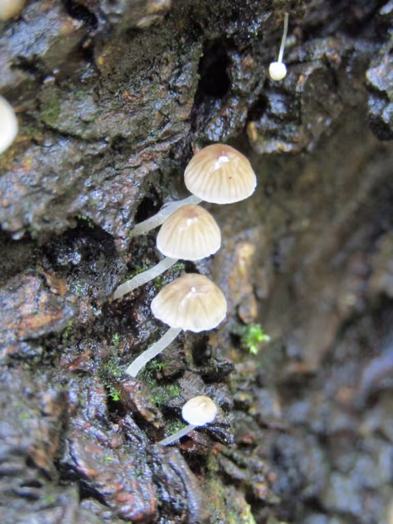 Winter bonnet