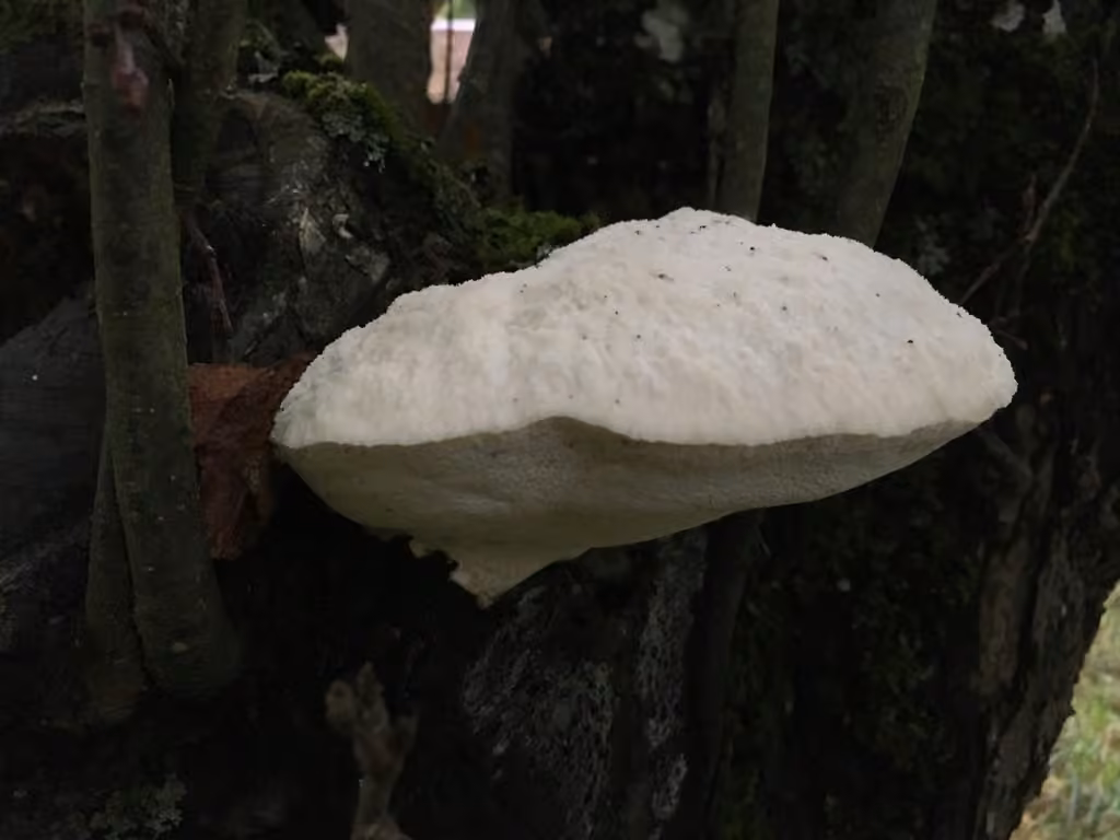 Polypore cotonneux