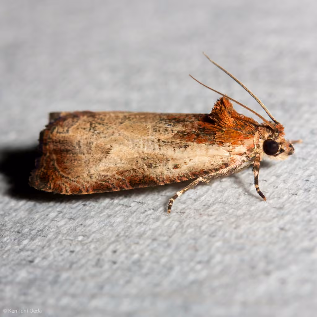 Inornate Olethreutes Moth, Adulte