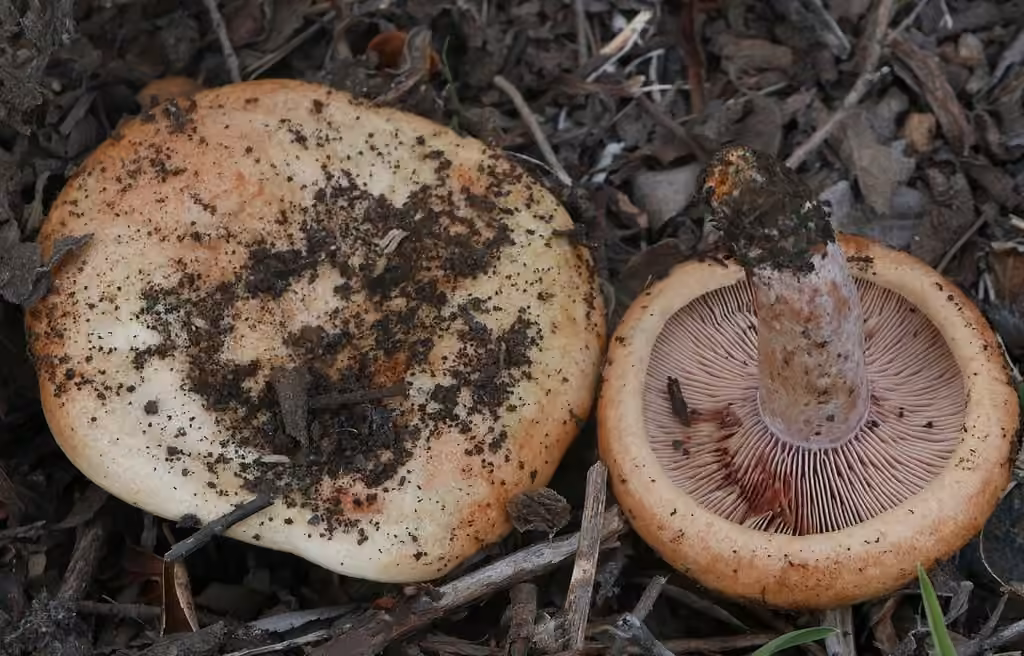 Bloody Milkcap, photo 2 of 5