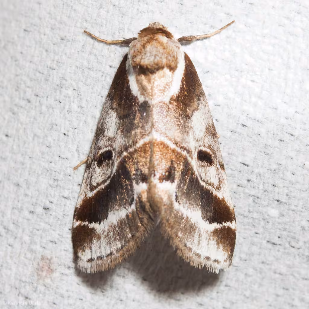Doubleday's Baileya Moth