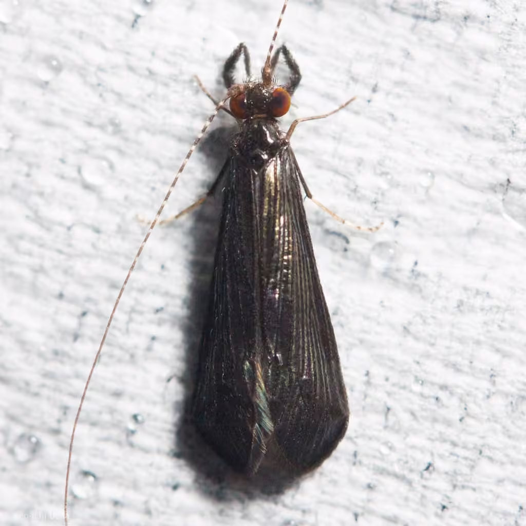 Leptocère noir