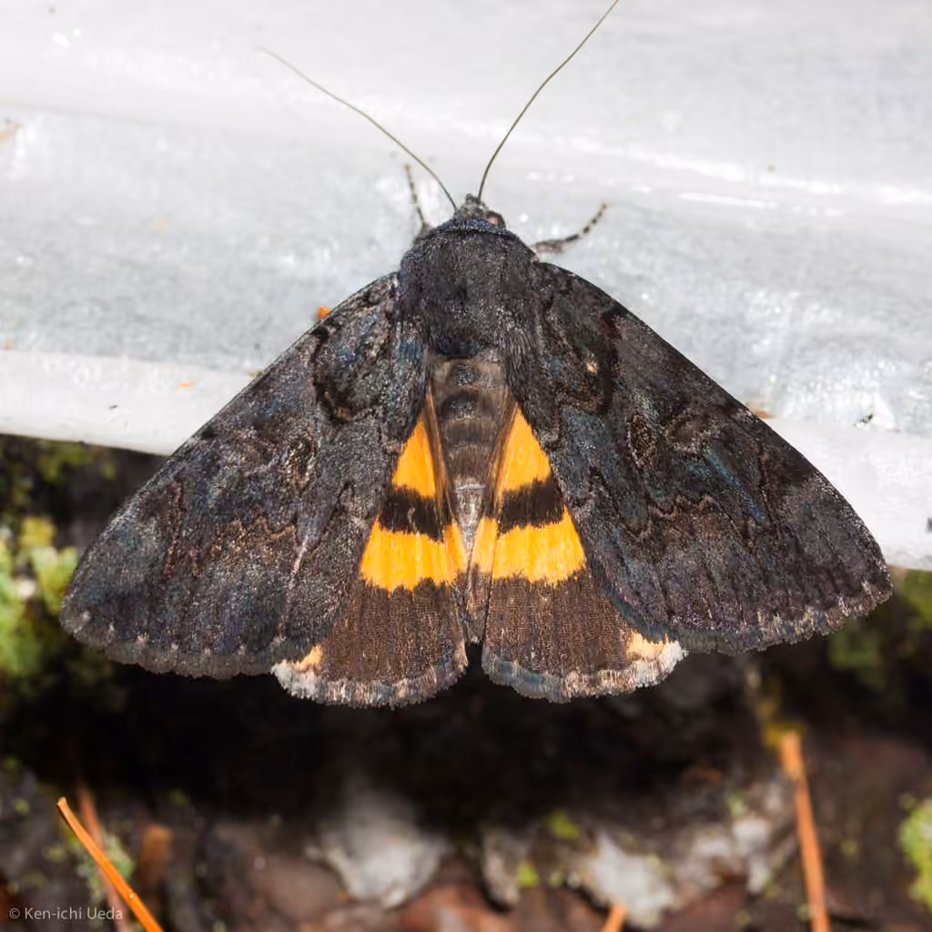 Sweetfern Underwing Moth, Adulte