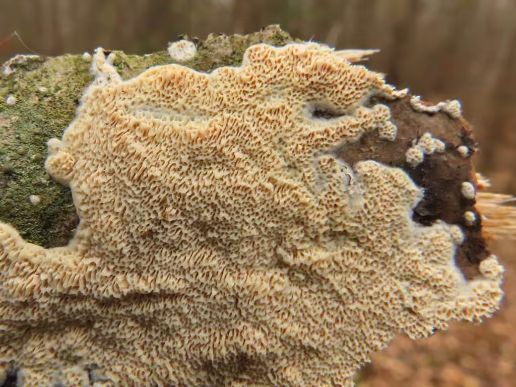 Raduliporus aneirinus, photo 3 of 5