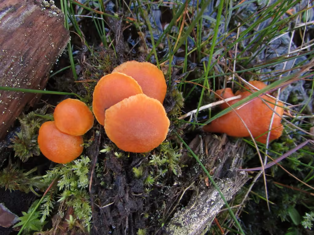 Gymnopile pénétrant, photo 3 sur 5