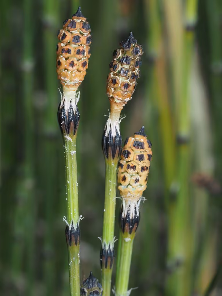Variegated horsetail, photo 3 of 5