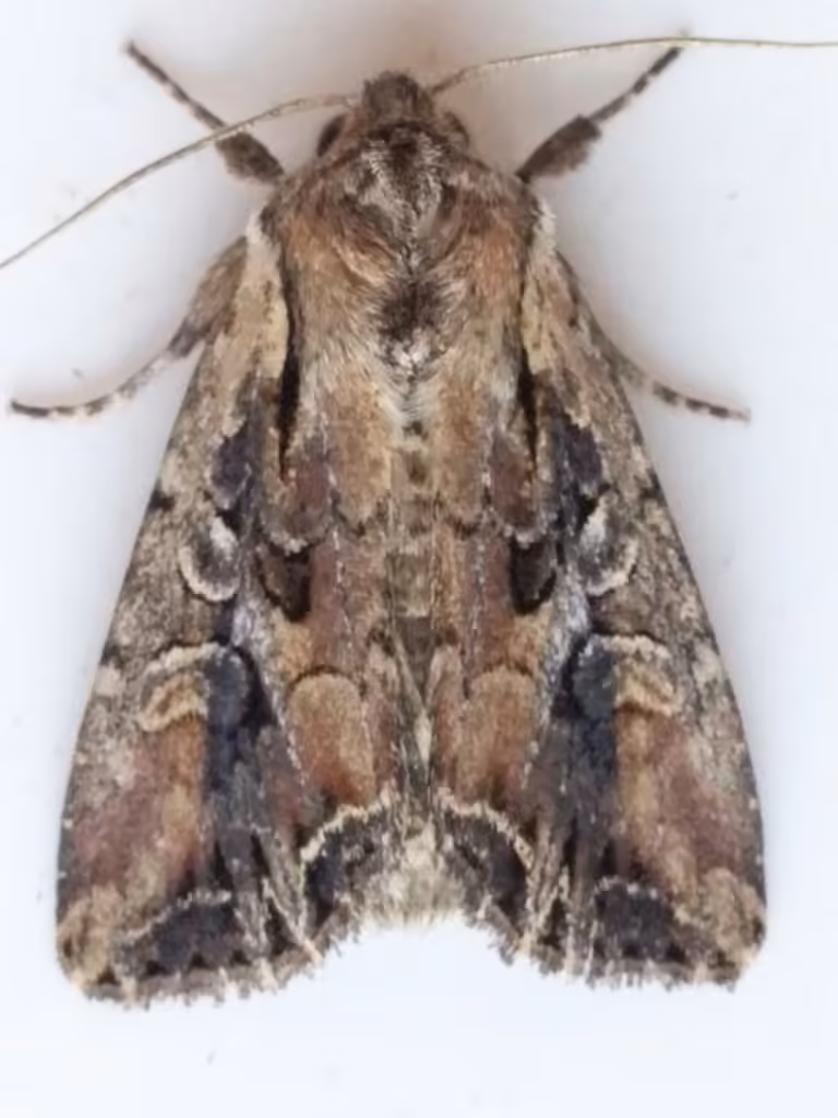 Atlantic Arches Moth, Adulte