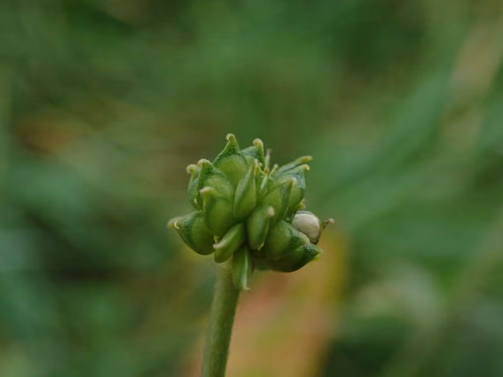 Renoncule âcre, En fleurs