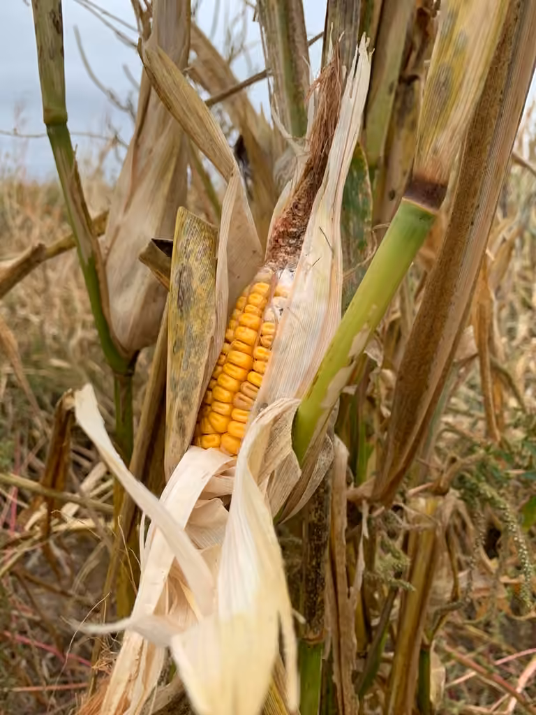 Maize, In fruit