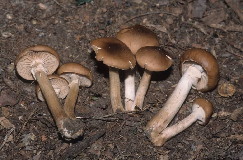 Agrocybe brunâtre, photo 2 sur 5