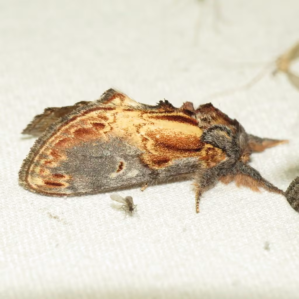 Finned-willow Prominent, photo 1 sur 5