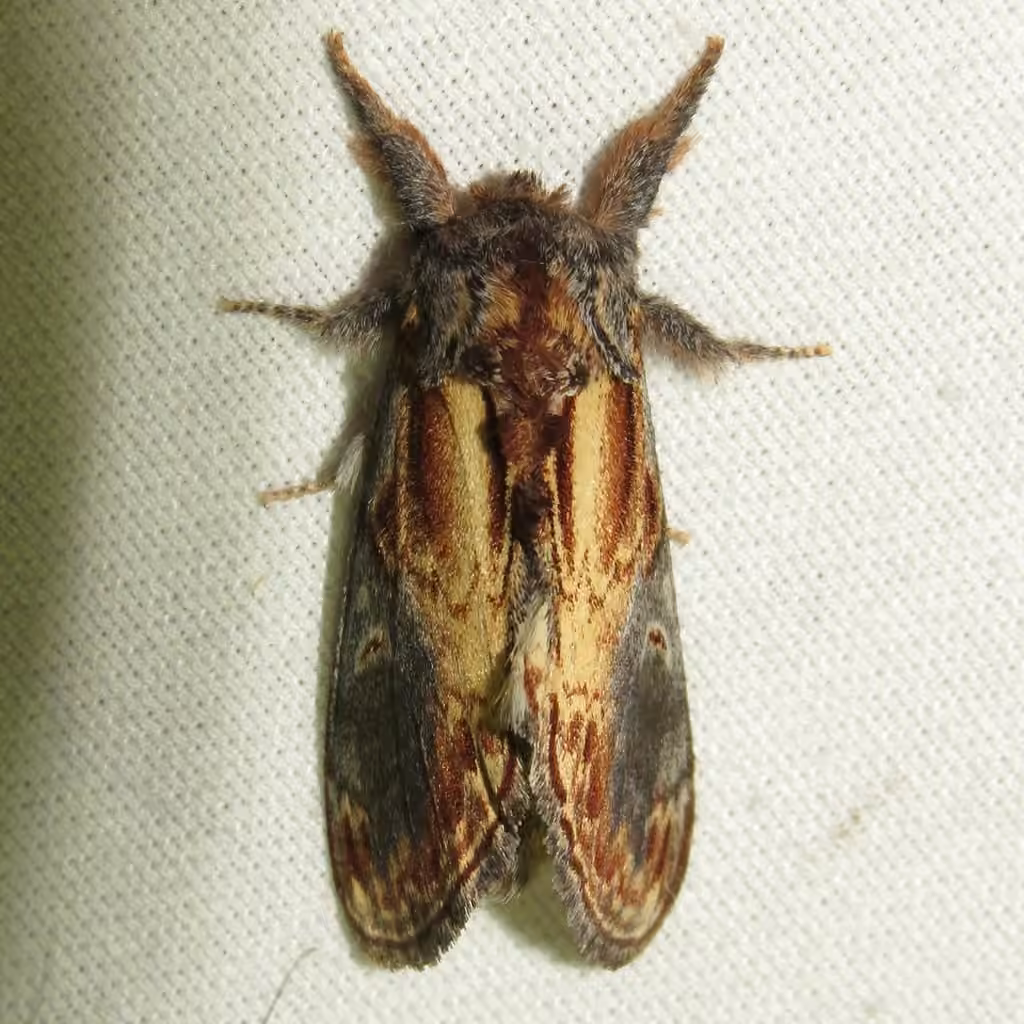 Finned-willow Prominent, photo 3 sur 5