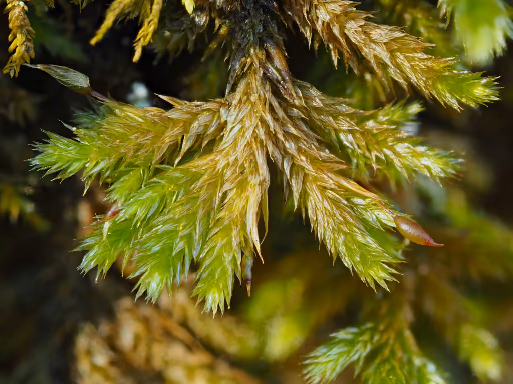 Fan moss, photo 1 of 5