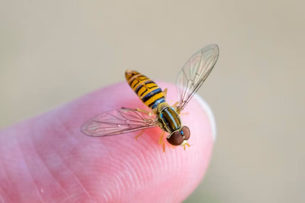 Maize Calligrapher, Male
