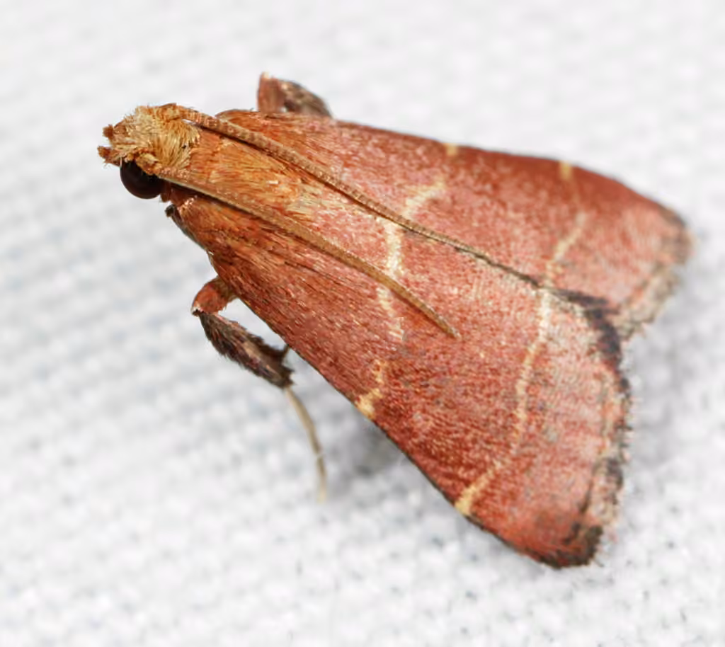Posturing Arta Moth, photo 2 sur 5