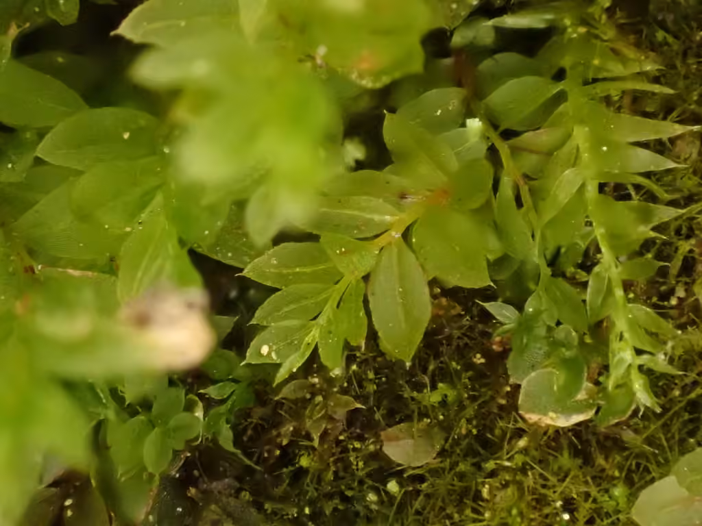 Stellar calcareous moss, photo 3 of 5