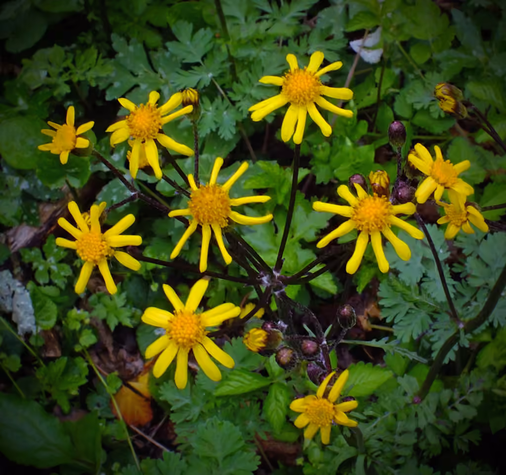 Golden ragwort