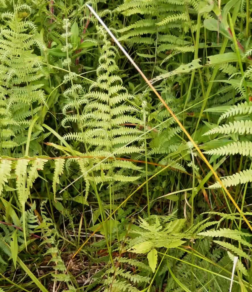 Thélyptère des marais, photo 2 sur 5