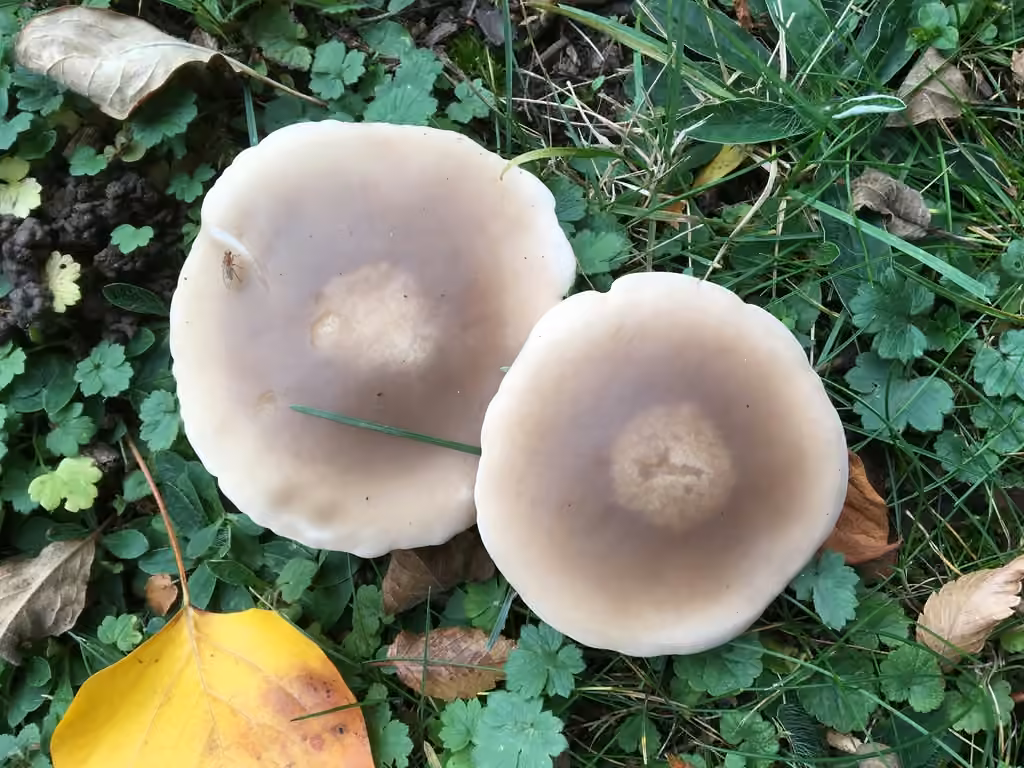 Field Blewit, photo 2 of 5